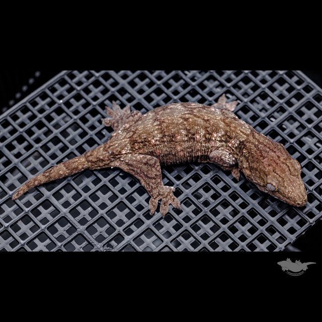 Het melanistic Darth maul Leapin Leachies