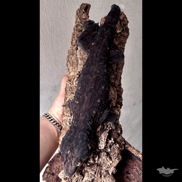 Darth maul Melanistic Leapin Leachies