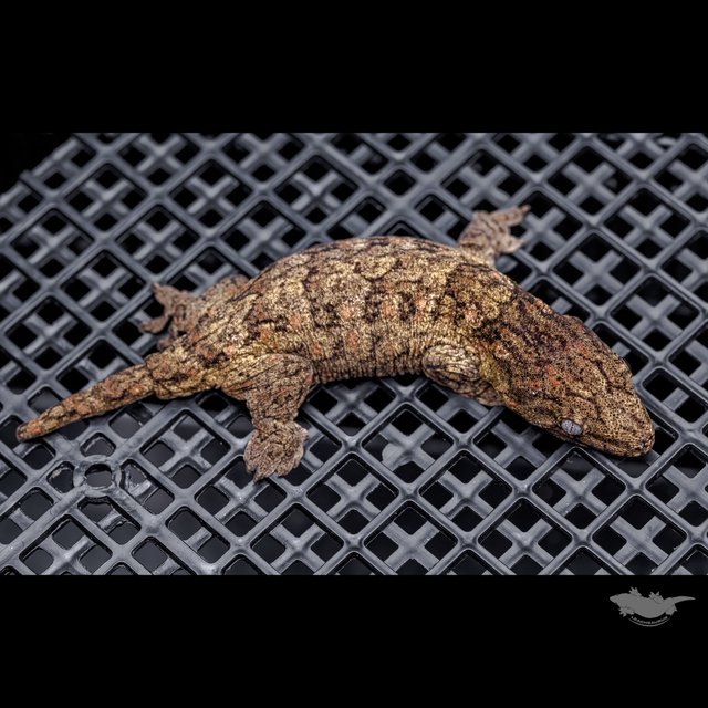 Canawa High color Brosse