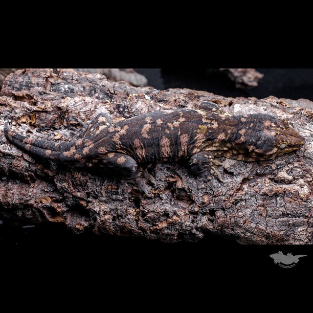 하키토 헷 멜라니스틱