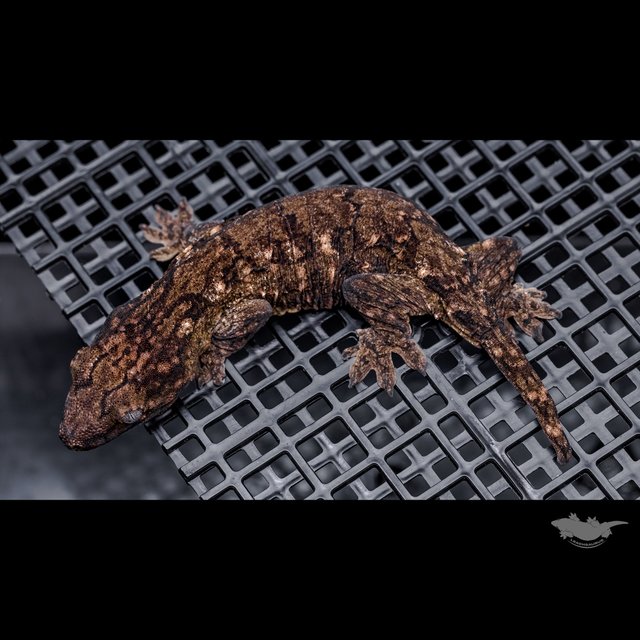 Canawa High color Brosse