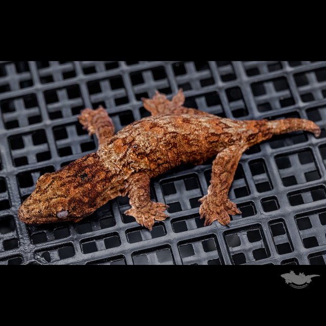 Het melanistic High color
