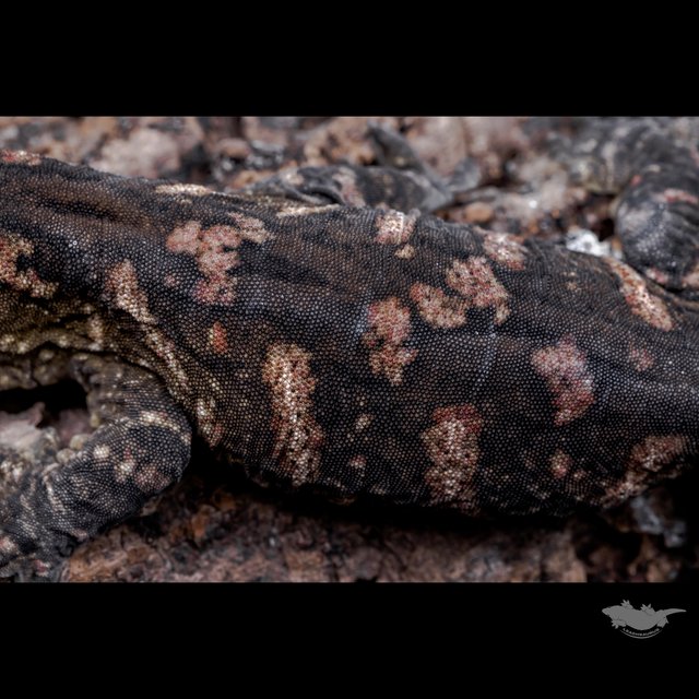 Het melanistic Darth maul Red bar