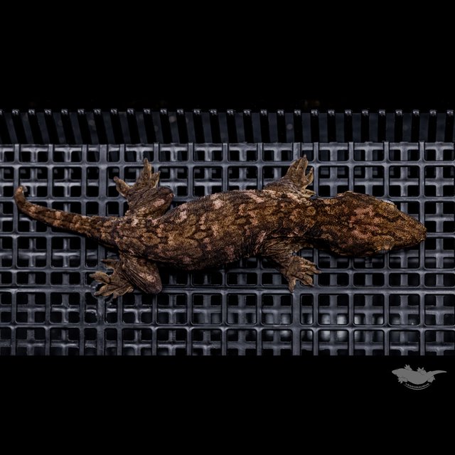 Darth maul Het melanistic