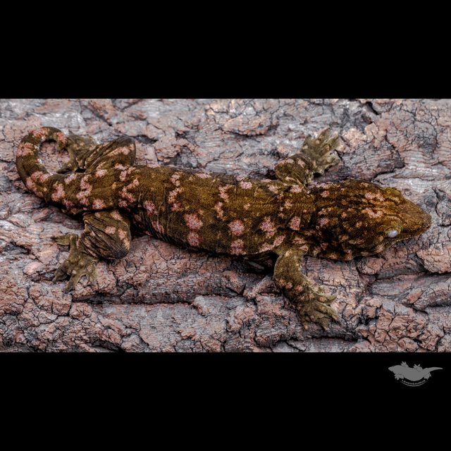 Darth maul Het melanistic