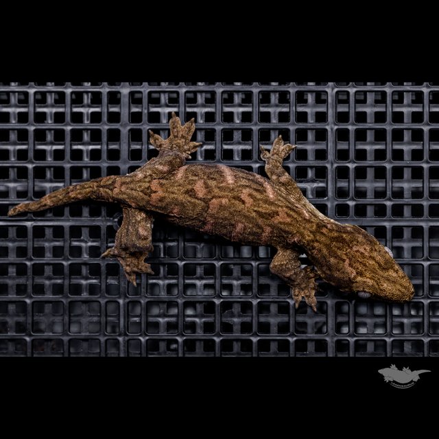 Het melanistic Darth maul