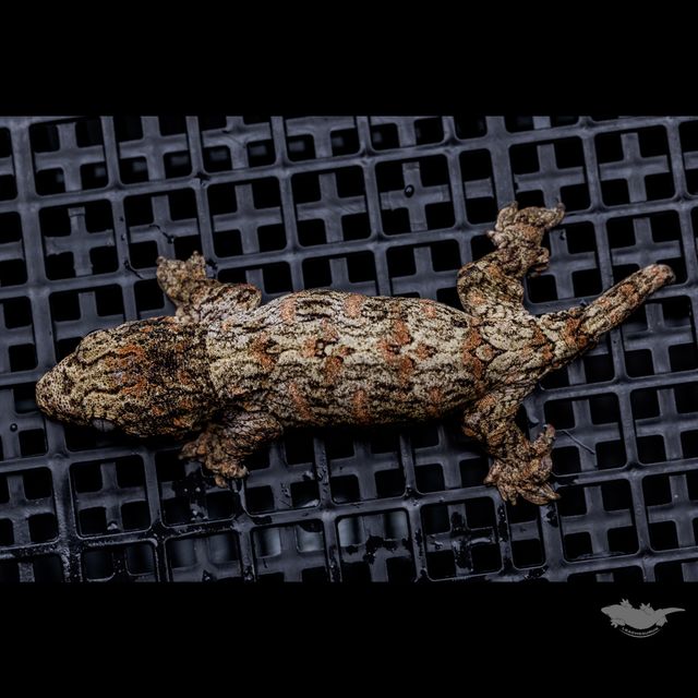 트루 컬러 누아나