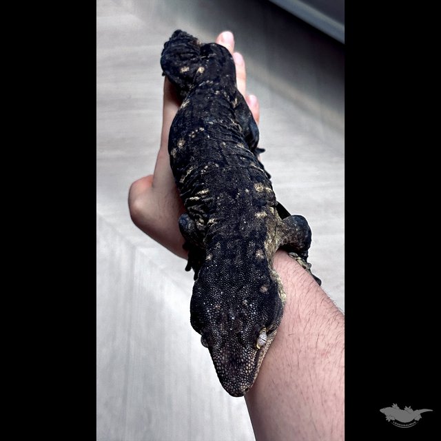 Het melanistic Leapin Leachies Troeger