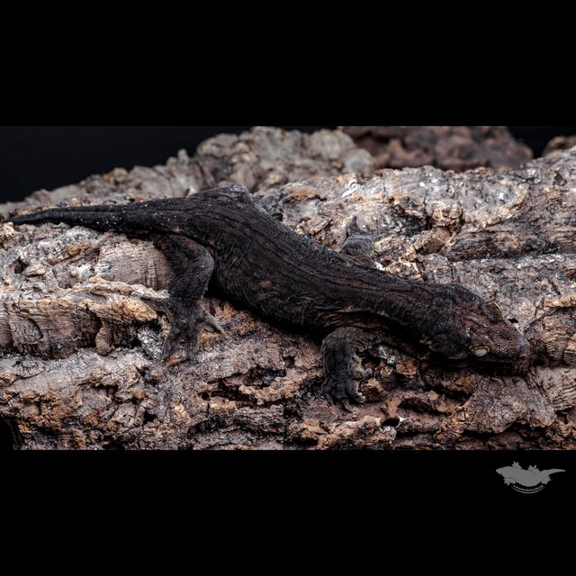 GT Type A 포인디미에 야테 다크 헷 멜라니스틱