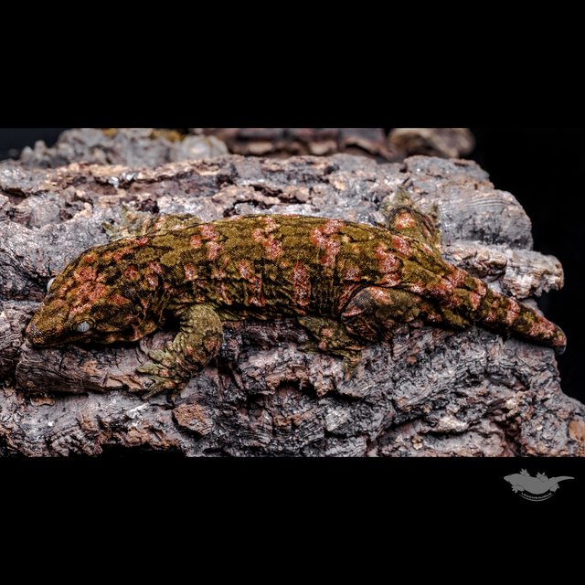 GT 하이 컬러 하키토 레드바 코기스