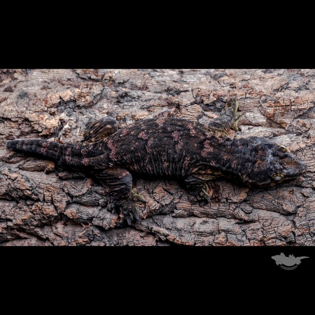 High color Melanistic