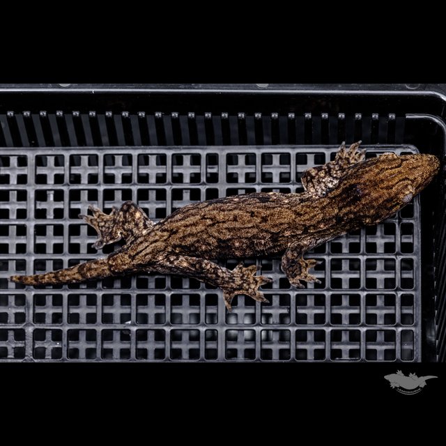 GT 코기스 트로거