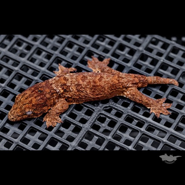 High color Het melanistic