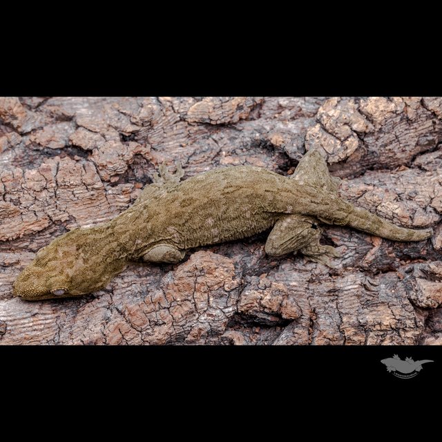 Darth maul Het melanistic