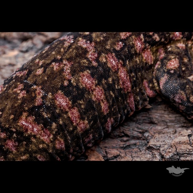 리핀리치스 카나와