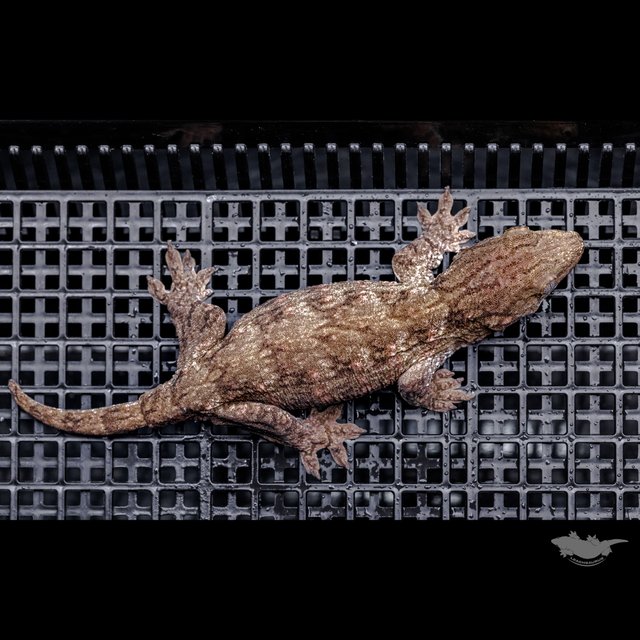 Het melanistic Darth maul Leapin Leachies