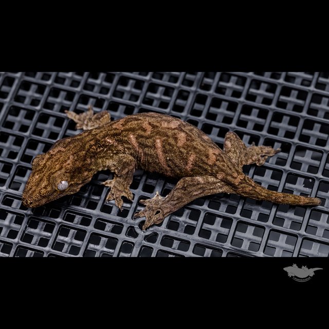 Het melanistic Darth maul