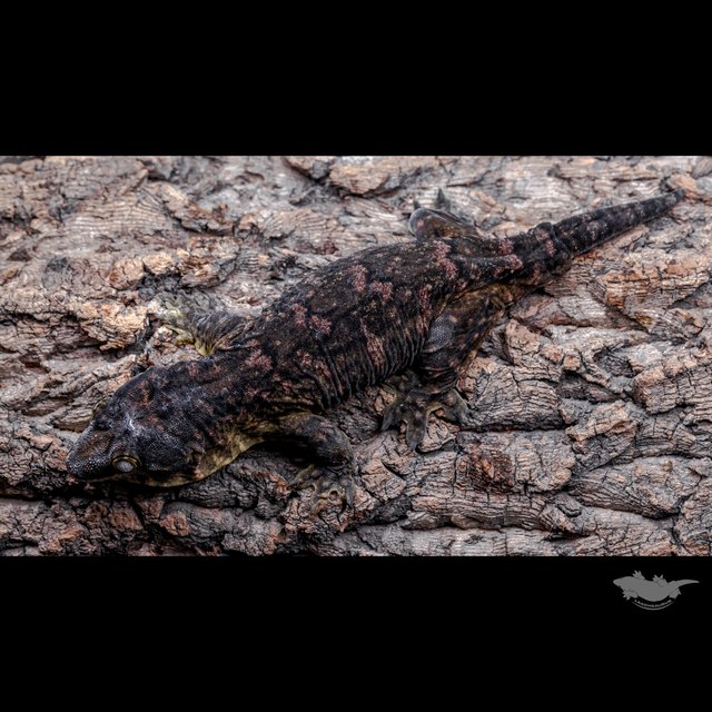 High color Melanistic