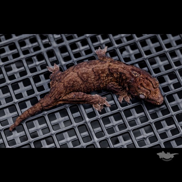GT Darth maul Type A Koghis Melanistic