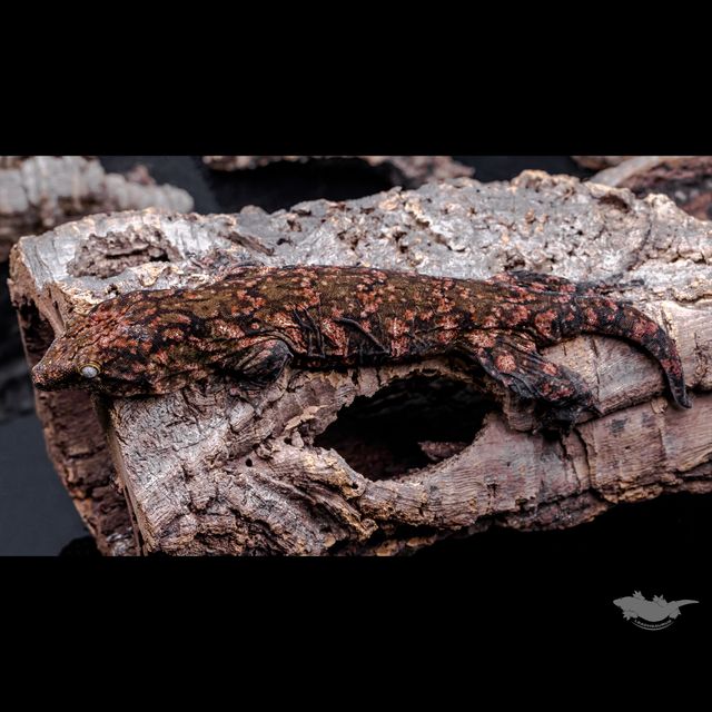 GT 리핀리치스 다스몰 하키토 레드바 헷 멜라니스틱