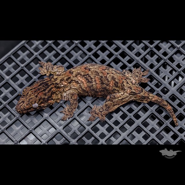 Canawa Brosse High color