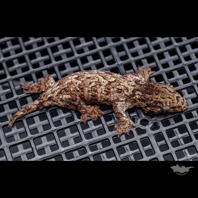 Red bar Het melanistic Darth maul Leapin Leachies Troeger