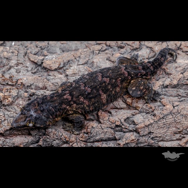 High color Melanistic