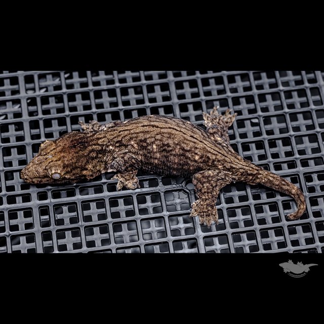 GT 코기스 트로거