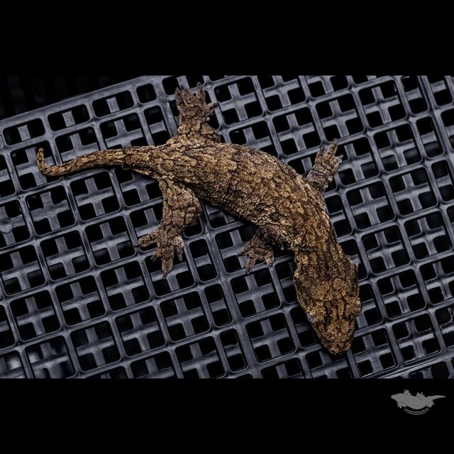 트루 컬러