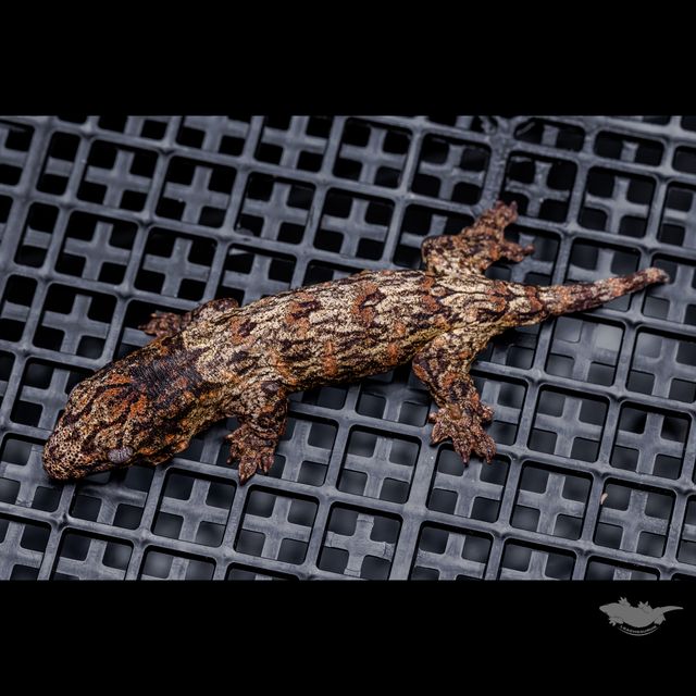트루 컬러 누아나