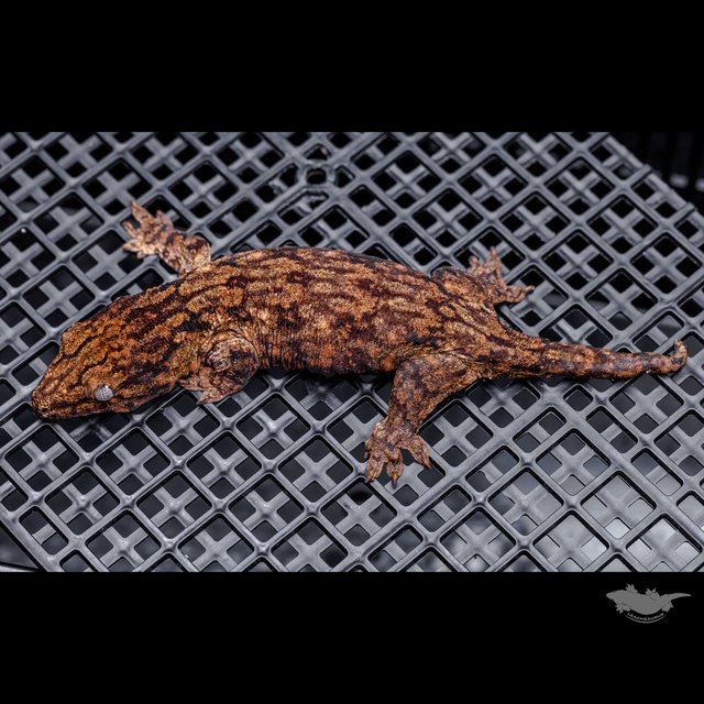 Het melanistic Leapin Leachies Harkito Red bar Darth maul