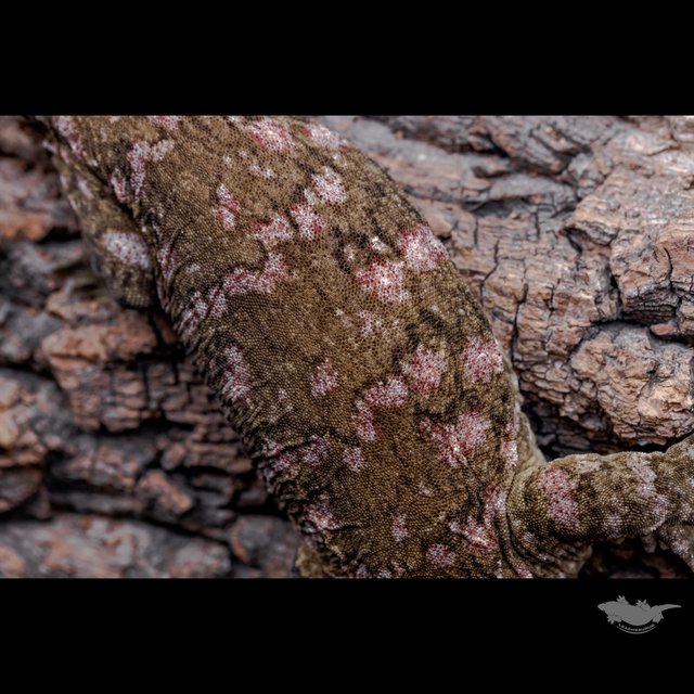 하이 컬러 누아나