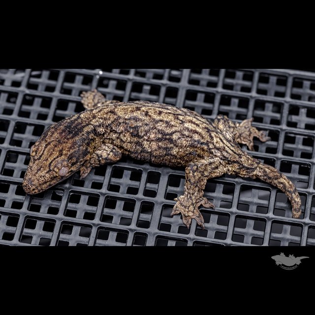 GT 코기스 트로거