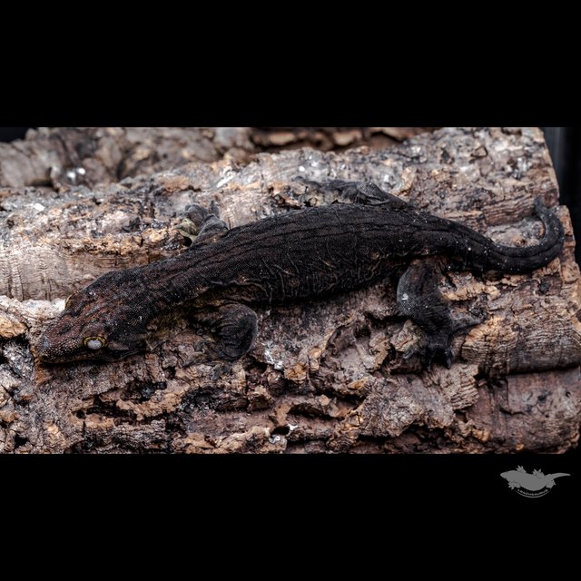 GT Type A 포인디미에 야테 다크 헷 멜라니스틱