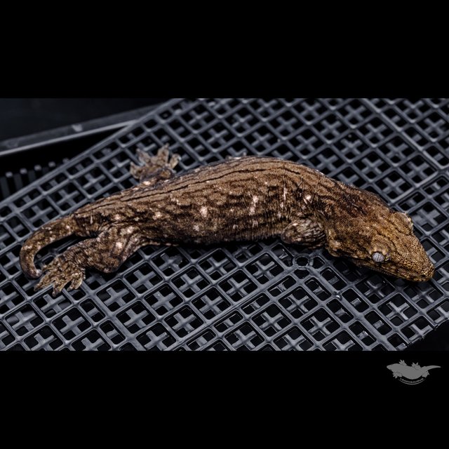 GT 코기스 트로거