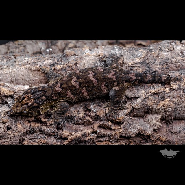 GT 코기스 멜라니스틱