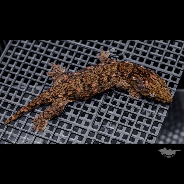 Canawa High color Brosse