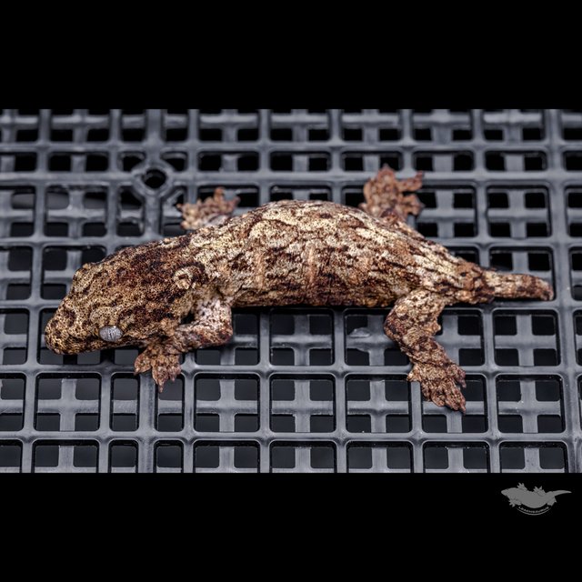 Red bar Het melanistic Darth maul Leapin Leachies Troeger