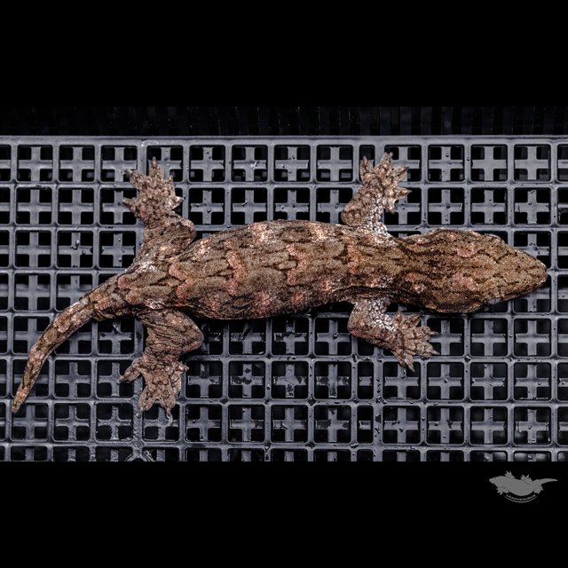 하이 컬러 브로쓰 카나와