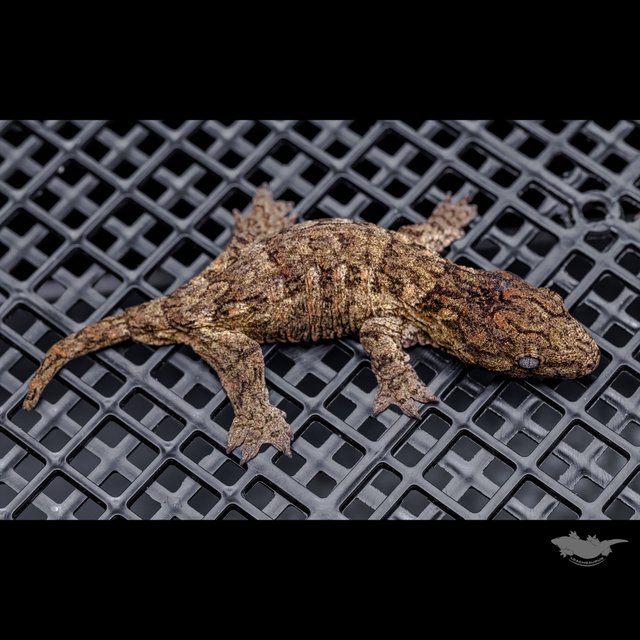 Canawa Brosse High color