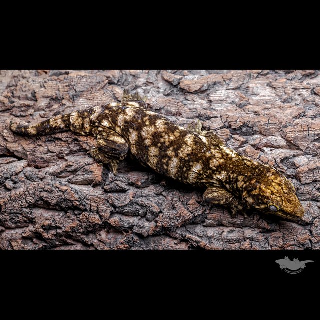 리핀리치스 코기스 프리델