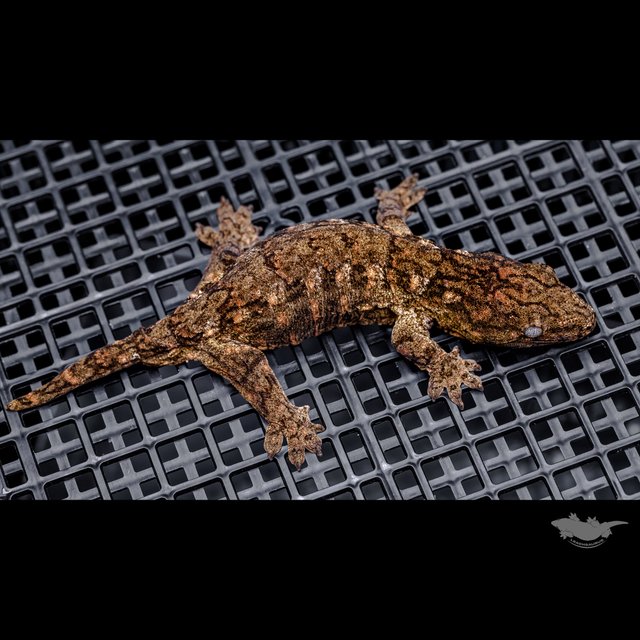 하이 컬러 브로쓰 카나와