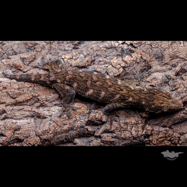 GT Het melanistic Friedel Red bar Koghis