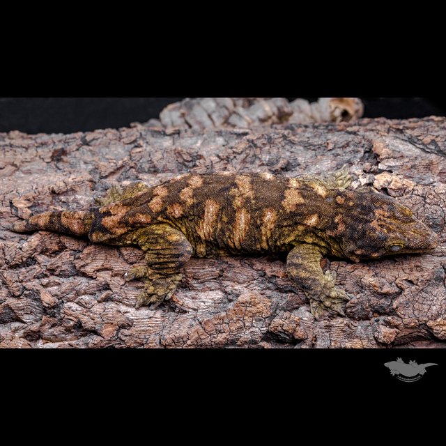 리핀리치스 하이 컬러 브로쓰