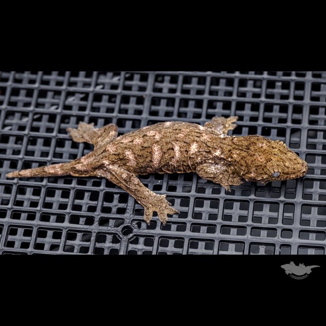 Brosse High color Canawa