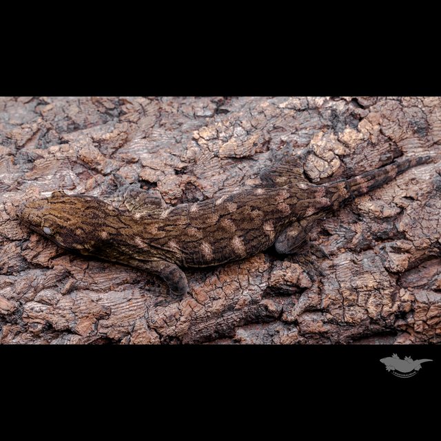 GT Het melanistic Friedel Red bar Koghis