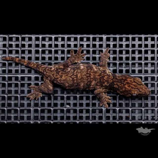 Darth maul Het melanistic