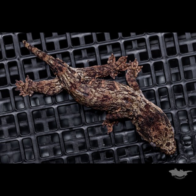 Leapin Leachies Troeger Darth maul Red bar Het melanistic