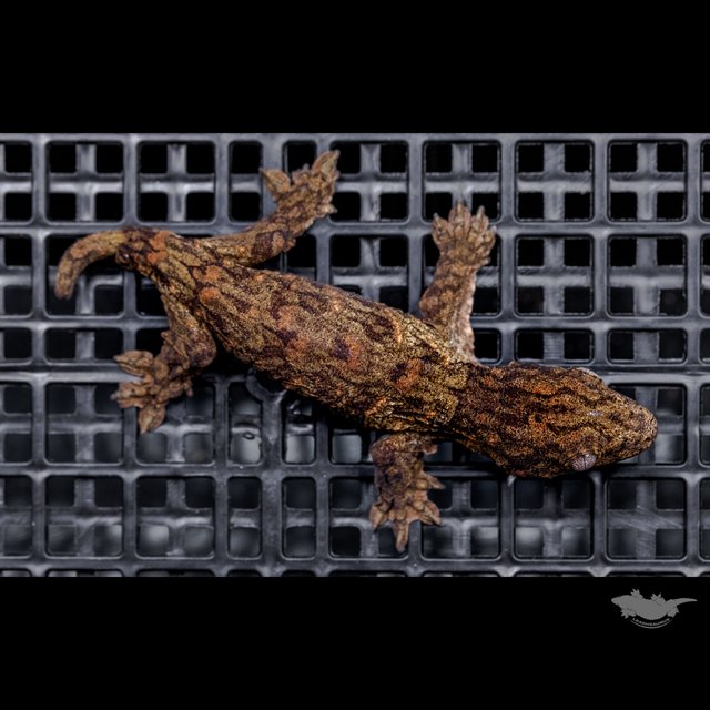 High color Canawa Het melanistic