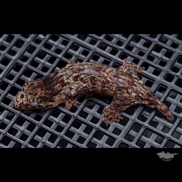 Leapin Leachies Troeger Darth maul Red bar Het melanistic